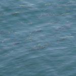 Makrelen in der Bucht sind vor den Walen geflohen