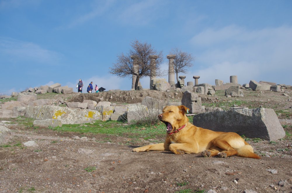 Gähnender Hund im Ausgrabungsgelände der antiken Stadt Assos