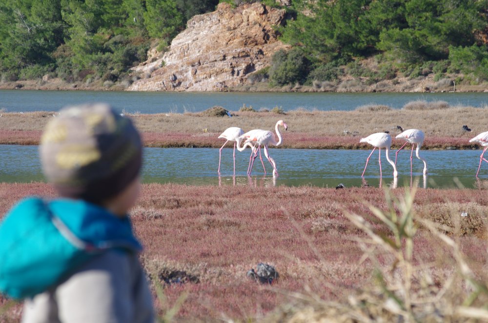 Kind beobachtet wilde Flamingos bei Ayvalik in der Türkei aus der Nähe