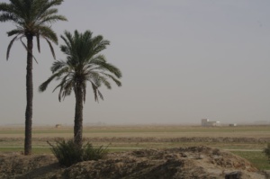 Trockene Felder mit zwei Palmen im Iran
