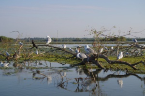 Möven und Kormorane auf Ästen eines Sees im Donaudelta